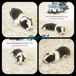 Girl 1 - Black and white female American Corgi puppy in Natchitoches. La, Louisiana from Bleu Bayou Corgis
