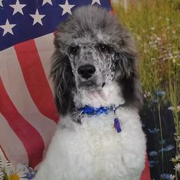 Ace - Poodle