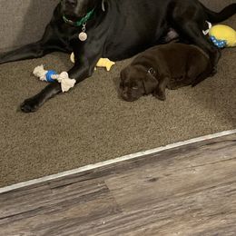 Labrador Retriever Puppies from Winchester Kennels