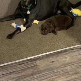 Labrador Retriever Puppies from Winchester Kennels