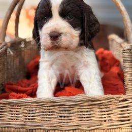 Clove - Liver and white female English Springer Spaniel puppy in Uvalda, Georgia from Willow Creek Farms