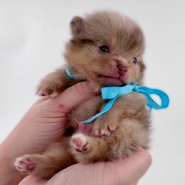 Lux - Chocolate merle male Pomeranian puppy in Menifee, California from Petite Poms Of CA