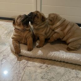 Chinese Shar-Pei Puppies from Sunspire Shar-Pei