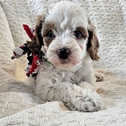 Green - Tri-color male Cavapoo puppy in Casa Grande, Arizona from Curls and Camo Pups