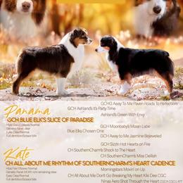 Miniature American Shepherd puppies from All About Me Miniature American Shepherds