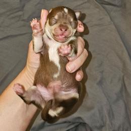 Boy 3 - Chocolate and tan male Chihuahua puppy in Meridian, Oklahoma from Crazy Love Kennels
