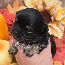 Binx - Black and tan male Chihuahua puppy in Bowdon, Georgia from Paschal's Pups