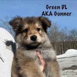 Green DL AKA Gunner - Sable male German Shepherd puppy in Terra Alta, West Virginia from Shepherd Country Farm and Kennels