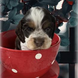 (Krewe) Rowan - Buff and white male Cocker Spaniel puppy in Texarkana, Texas from K&M Cocker Spaniels