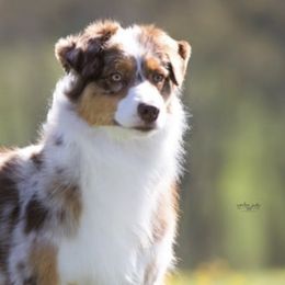 Australian Shepherds from Testimony Australian Shepherds