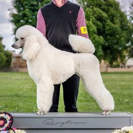 SCHATZI - Poodle