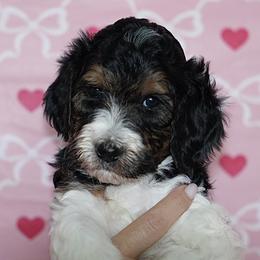 Labradoodle and Poodle Puppies from Caris Paws Poodles and Labradoodles
