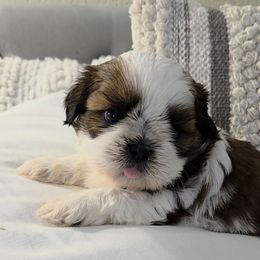 Meshach - Red and white male Shih Tzu puppy in Riverside, California from Raincross Shih Tzu