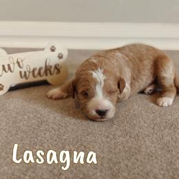 Lasagna (Red Collar) - Cream female Goldendoodle puppy in Guthrie, Oklahoma from Edmond Doodles, LLC