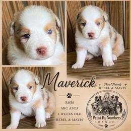 Maverick - Red merle male Australian Shepherd puppy in Magee, Mississippi from Paint ByNumbers Ranch