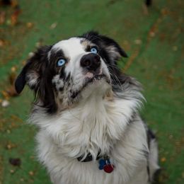 Miniature Australian Shepherd All Grown Up from Klatt's Mini Aussies
