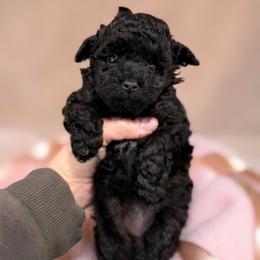 Poodle Puppies from KC Poodles of PA