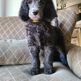Poodle Puppies from Hickory Hills Poodles