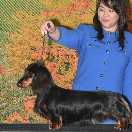Noodle - Dachshund