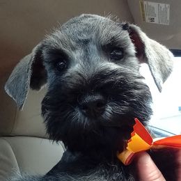 Miniature Schnauzers from Recovery Weavers LLC
