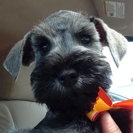 Miniature Schnauzers from Recovery Weavers LLC