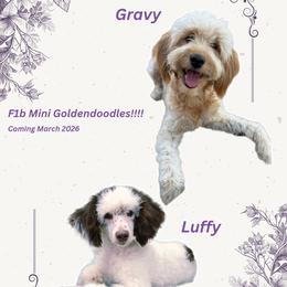 Goldendoodle puppies from Puppy by Design