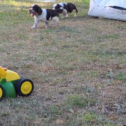 English Springer Spaniel Puppies from Savannah River Springers
