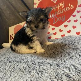 Ozzy - Black & tan tri-color male Morkie puppy in Taylorsville, North Carolina from Mountain Top Hot Tailz