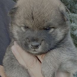 Red boy 1 - Red male Shiba Inu puppy in Winthrop, Minnesota from Kayobi Shibas