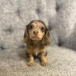 Greta - Dapple female Dachshund puppy in Fort Gibson, Oklahoma from Cooper’s Dachshunds