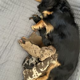 Boy 2 - Chocolate and tan male Dachshund puppy in Benton City, Washington from DOXA Miniature Dachshunds