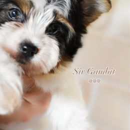 Sir Gambit - Black tan and white male Biewer Terrier puppy in California from Skyridge Puppies