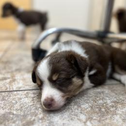 Miniature Australian Shepherd Puppies from B my Sunshines Mini Aussies