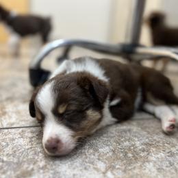 Miniature Australian Shepherd Puppies from B my Sunshines Mini Aussies