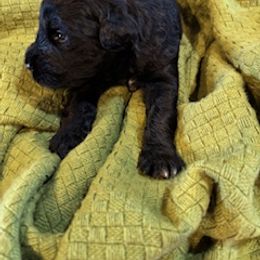 Stefan - Black and tan male Giant Schnauzer puppy in Noblesville, Indiana from Stratton House Kennels