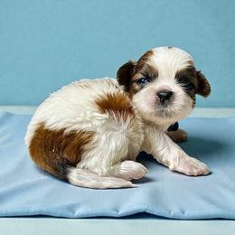 AKC-Finn - Red and white male Shih Tzu puppy in Mooresville, North Carolina from Juji Shih Tzu