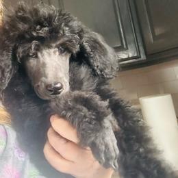 Eddie - Blue male Poodle puppy in Greenwich, New York from MizzElle’s Standard Poodles