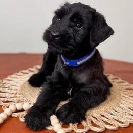 Boy 4 - Black male Giant Schnauzer puppy in St George, Utah from Schnauzer Ranch
