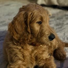 April - orange collar - Red  female Goldendoodle puppy in Puyallup, Washington from Dawnie’s Doodles