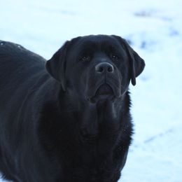Batman  - Labrador Retriever