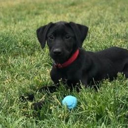 Labrador Retrievers from Bourbon Creek Retrievers