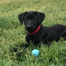 Labrador Retrievers from Bourbon Creek Retrievers