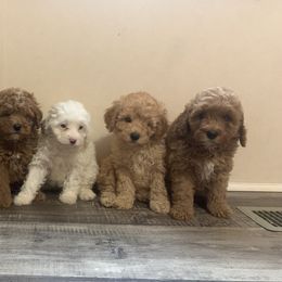 Cavapoos and Poodles from P&D Palace