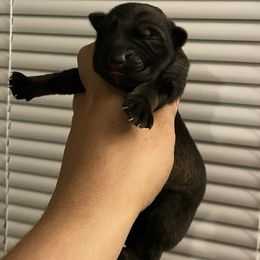 Girl 3 - Sable female German Shepherd puppy in Pahrump, Nevada from Wachhund Kennels