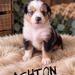 Kashton - Blue merle male Toy Australian Shepherd puppy in Sanger, California from Flying M Cactus Ranch Buddies