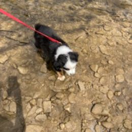 Miniature Australian Shepherd Puppies from Liberty Luck Mini Aussies