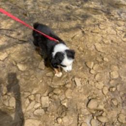 Miniature Australian Shepherd Puppies from Liberty Luck Mini Aussies