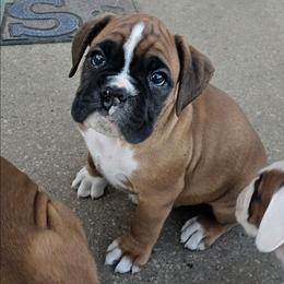 Scar (hare lip) - Fawn male Boxer puppy in East Moline, Illinois from WildRiver Boxers