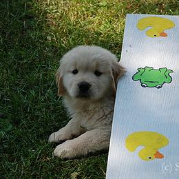 Golden Retriever Puppies from SunKissed Golden Retrievers