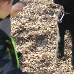 Poodle Puppies from Simply Standard Poodles